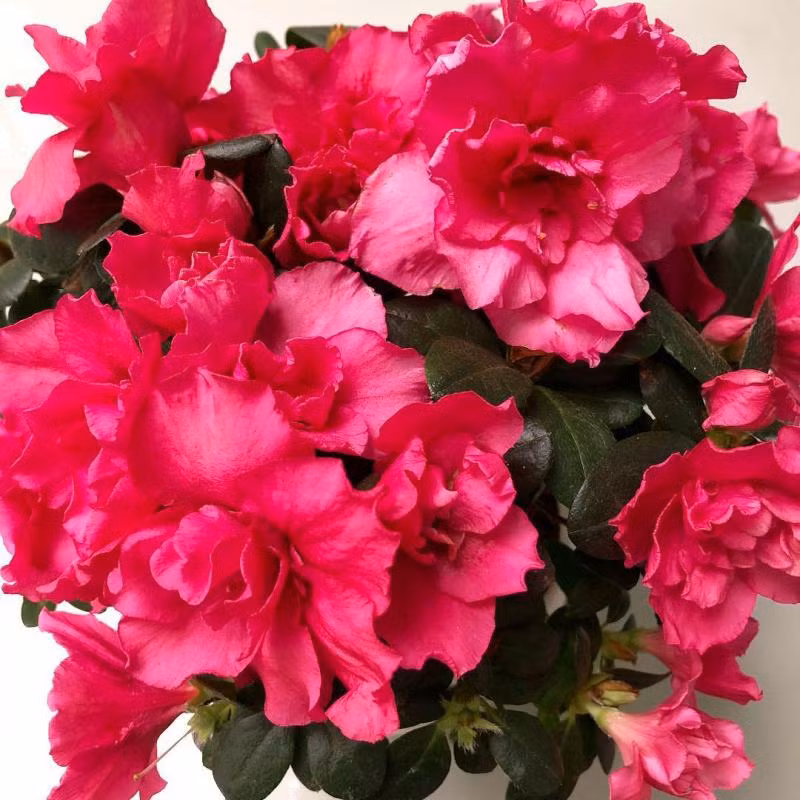 3. Hoa Đỗ Quyên: Chứa andromedotoxin và arbutin glucoside, có độc tính cao và gây nguy hiểm đặc biệt đối với trẻ em.