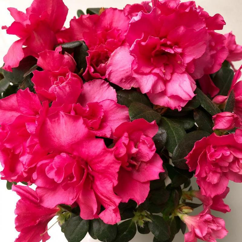 3. Hoa Đỗ Quyên: Chứa andromedotoxin và arbutin glucoside, có độc tính cao và gây nguy hiểm đặc biệt đối với trẻ em.