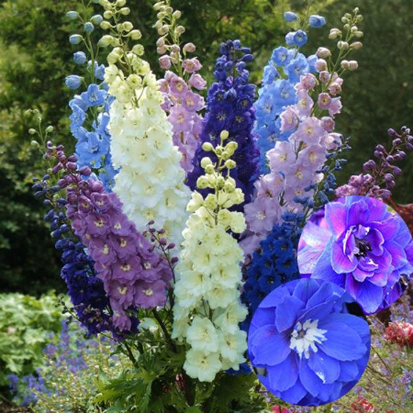 5. Hoa Phi Yến (Delphinium Ajacis): Tất cả loài phi yến đều chứa độc tố diterpene alkaloid, gây ngừng hoạt động các cơ và có thể dẫn đến tử vong nếu tiêu thụ lượng đủ lớn.