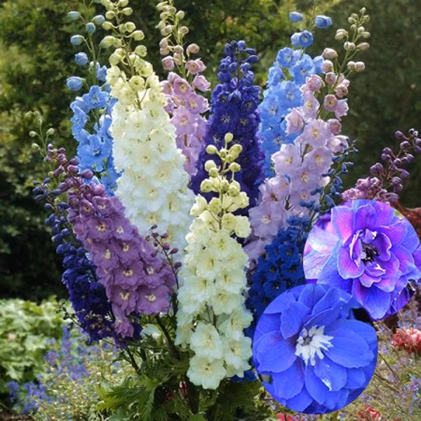 5. Hoa Phi Yến (Delphinium Ajacis): Tất cả loài phi yến đều chứa độc tố diterpene alkaloid, gây ngừng hoạt động các cơ và có thể dẫn đến tử vong nếu tiêu thụ lượng đủ lớn.