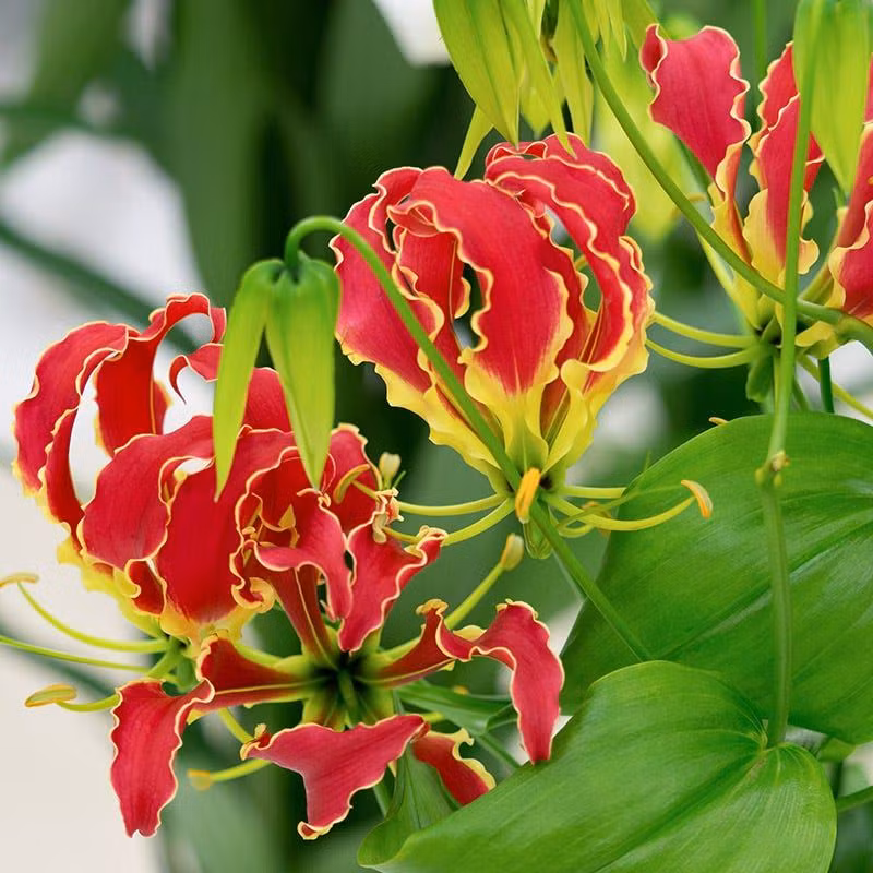 8. Hoa Ly Lửa (Gloriosa Superba L.): Tất cả các bộ phận của hoa ly lửa đều chứa chất độc, có thể gây ra các triệu chứng nghiêm trọng như rối loạn đông máu và tổn thương đa thần kinh, thậm chí dẫn đến tử vong.