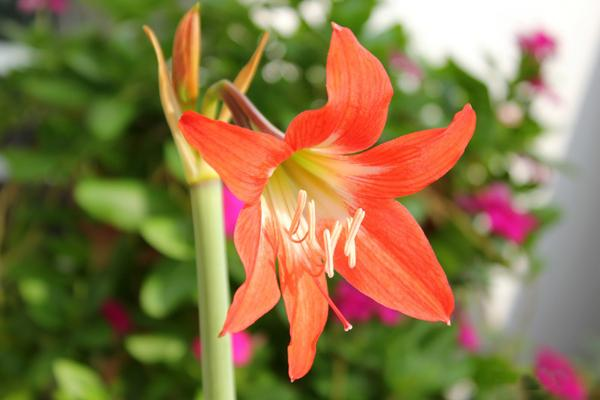 7. Hoa Huệ Lili (Hippeastrum Puniceum): Củ của hoa này chứa chất độc lycorine, gây ra các triệu chứng như tiêu chảy và buồn nôn.