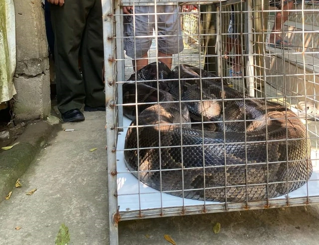 Do kích thước lớn, lực lượng kiểm lâm đã phải huy động 5 người cùng chủ nhà mới có thể đưa con trăn vào lồng. Hạt Kiểm lâm TP Huế sẽ hoàn thành các thủ tục theo quy định để sớm thả con trăn đất này về môi trường tự nhiên sau khi tiếp nhận.
