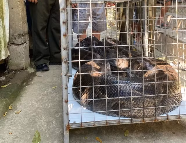 Do kích thước lớn, lực lượng kiểm lâm đã phải huy động 5 người cùng chủ nhà mới có thể đưa con trăn vào lồng. Hạt Kiểm lâm TP Huế sẽ hoàn thành các thủ tục theo quy định để sớm thả con trăn đất này về môi trường tự nhiên sau khi tiếp nhận.