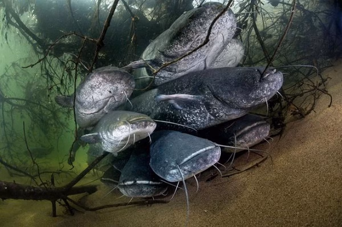Cá trê khổng lồ, hay còn gọi là cá nheo Châu Âu (European catfish), là một trong những loài cá nước ngọt và cá da trơn lớn nhất thế giới.