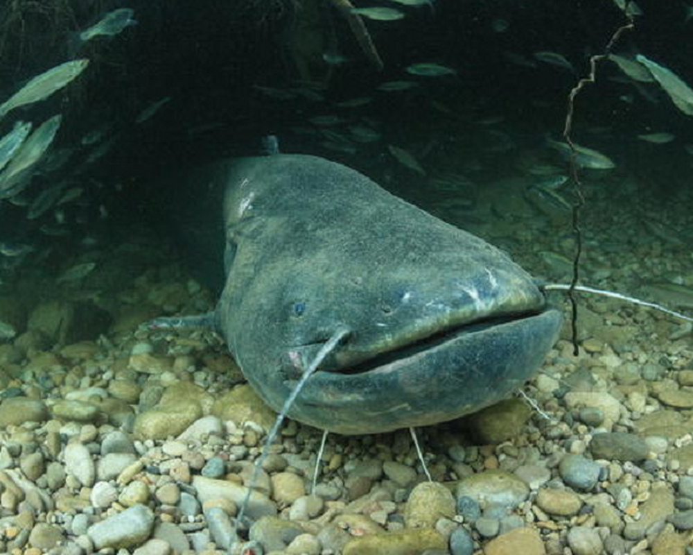 Cá trê khổng lồ Châu Âu có khả năng sinh sản siêu việt, cá cái có thể đẻ tới 30.000 trứng trên một kg trọng lượng cơ thể, vào mùa sinh sản - mùa hè, những con cá cái có thể đẻ 700.000 trứng.