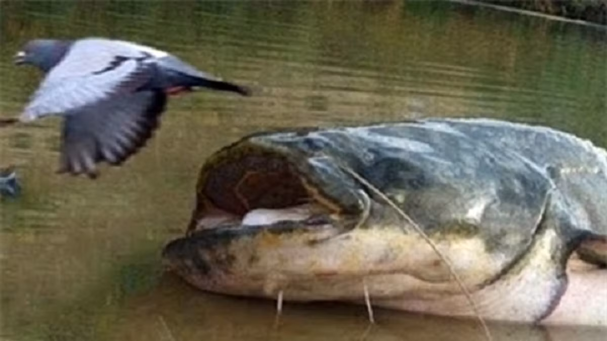 Theo các nhà bảo tồn, hiện chưa có phương pháp săn bắt cá trê khổng lồ Châu Âu hiệu quả. Ngành câu cá đang phát triển mạnh ở Tây Ban Nha và Italia nhờ cá trê, chính phủ và những người nuôi cá ở hai quốc gia này chưa có động thái muốn diệt trừ loài cá này.