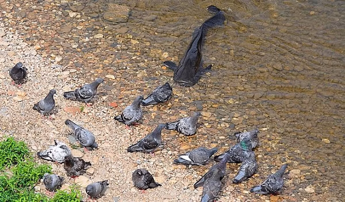 Ngay cả vịt trời hay chim bồ câu chúng cũng không tha, thậm chí vào năm 2001, một con cá trê khổng lồ ở Đức đã nhảy ra khỏi hồ chứa và nuốt chửng một con chó săn, do đó loài cá da trơn này còn được gọi là "Kuno the Killer".