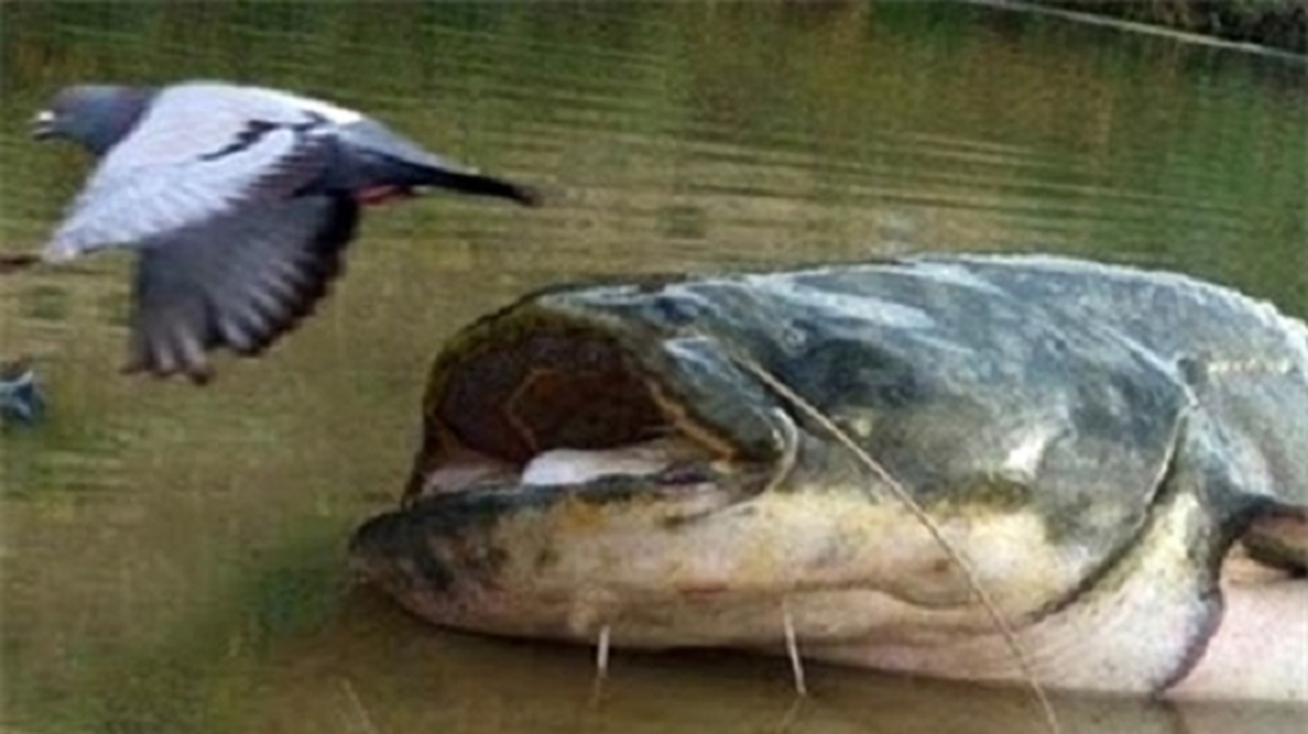 Theo các nhà bảo tồn, hiện chưa có phương pháp săn bắt cá trê khổng lồ Châu Âu hiệu quả. Ngành câu cá đang phát triển mạnh ở Tây Ban Nha và Italia nhờ cá trê, chính phủ và những người nuôi cá ở hai quốc gia này chưa có động thái muốn diệt trừ loài cá này.