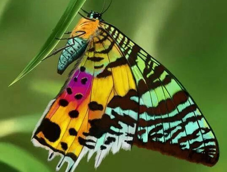 1. Bướm hoàng hôn Madagascar: Là một trong những loài động vật lộng lẫy nhất hành tinh, bướm hoàng hôn Madagascar có sải cánh rộng từ 6 - 9cm, với màu sắc rực rỡ và đa dạng như xanh da trời, xanh lá, vàng cam, đỏ, tím, đen, trắng. Màu sắc trên cơ thể của chúng có thể thay đổi tùy theo góc nhìn và ánh sáng, tạo nên vẻ đẹp huyền diệu.
