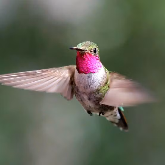 3. Chim ruồi: Loài chim nhỏ này có thể giữ nguyên vị trí khi bay và đôi cánh của chúng đập trên 70 lần/giây. Có nhiều loài chim ruồi với bộ lông sặc sỡ như chim ruồi Colombia và chim ruồi Eupetomena macroura.