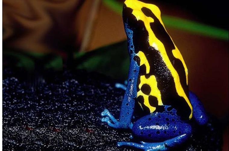 2. Ếch phi tiêu độc: Loài ếch nhỏ bé này có màu sắc rất đẹp với gam màu vàng, xanh và đỏ, nhưng chứa trong mình chất độc nguy hiểm có thể gây tê liệt và thậm chí tử vong cho con người và động vật khác.