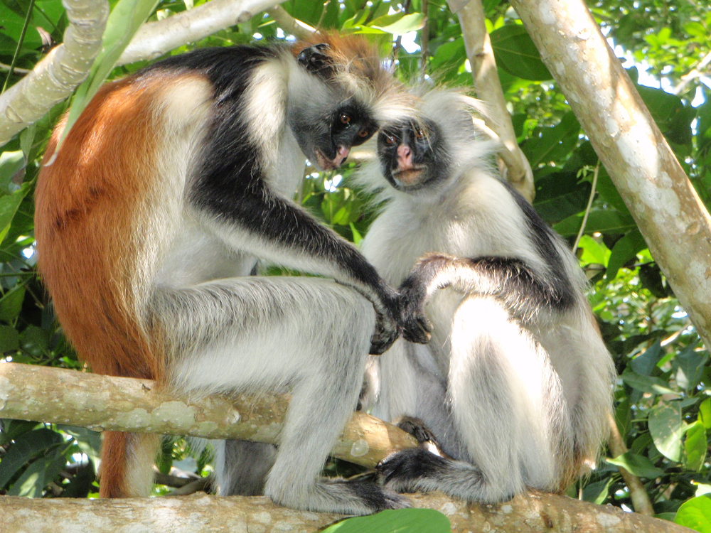 5. Khỉ đỏ colobus: Loài khỉ này có bộ lông đa dạng màu sắc từ đỏ, đen đến vàng óng. Chúng sống ở khu vực rừng nhiệt đới ẩm ướt và đang đối diện nguy cơ tuyệt chủng do mất môi trường sống.