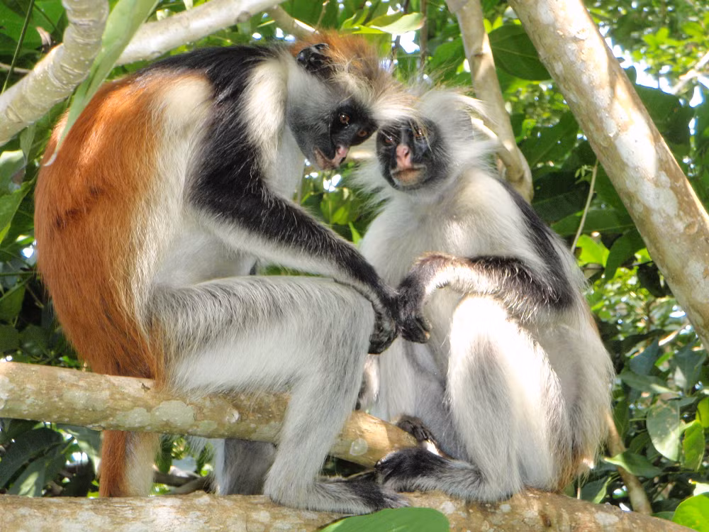 5. Khỉ đỏ colobus: Loài khỉ này có bộ lông đa dạng màu sắc từ đỏ, đen đến vàng óng. Chúng sống ở khu vực rừng nhiệt đới ẩm ướt và đang đối diện nguy cơ tuyệt chủng do mất môi trường sống.