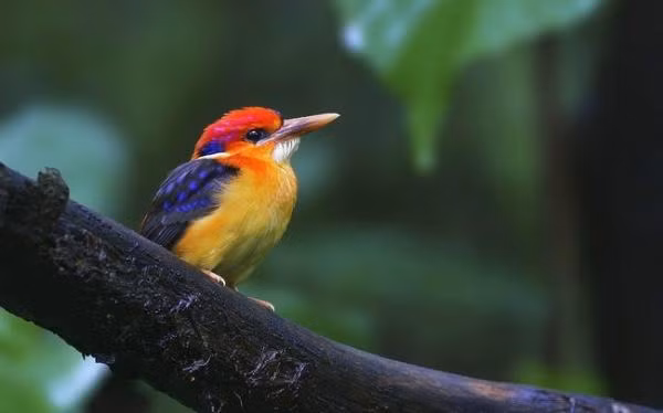 6. Bồng chanh rừng: Loài chim này có bộ lông pha trộn nhiều màu sắc khác nhau, tạo nên vẻ đẹp huyền bí. Chúng là loài chim quý hiếm và ít được biết đến.