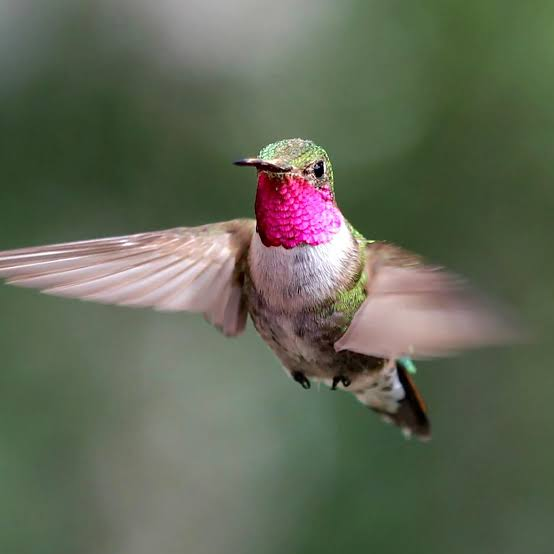 3. Chim ruồi: Loài chim nhỏ này có thể giữ nguyên vị trí khi bay và đôi cánh của chúng đập trên 70 lần/giây. Có nhiều loài chim ruồi với bộ lông sặc sỡ như chim ruồi Colombia và chim ruồi Eupetomena macroura.