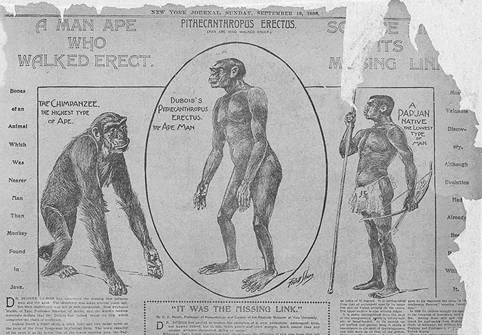 Tuy nhiên, năm 1950 mới phát giác chân tướng về sự lừa đảo. Các nghiên cứu hóa học chỉ ra rằng các hóa thạch không đạt 1 triệu năm tuổi như đã tuyên bố ban đầu.