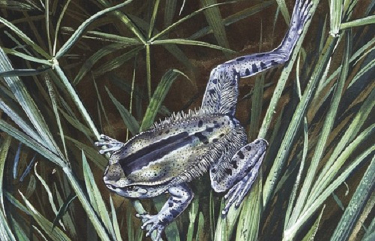 5. Ếch lông Trichobatrachus robustus sở hữu siêu năng lực có thể phá vỡ xương của chúng để tạo thành móng vuốt. Điều đặc biệt là các móng vuốt này chỉ nhô ra khỏi đệm ngón chân khi chúng bị đe dọa.