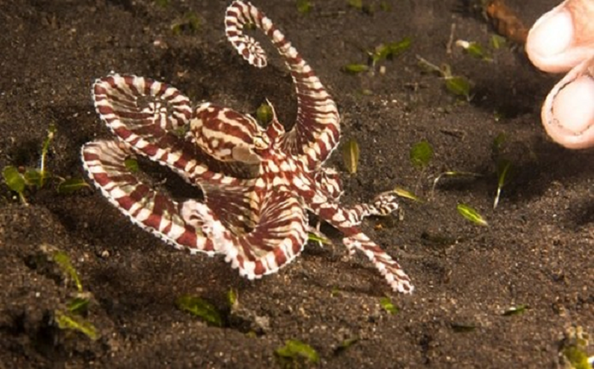 4. Loài Thaumoctopus mimicus có thể tùy ý thay đổi hình dạng, màu sắc cho đến kết cấu da để "biến thành" sinh vật biển độc hại như rắn biển hoặc cá sư tử. Đặc điểm này giúp chúng tự bảo vệ và chống lại các loài động vật ăn thịt.