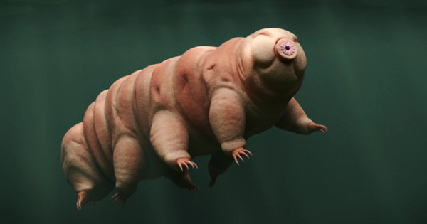 2. Bọ gấu nước được coi là gần như bất tử, sống được ở nhiệt độ từ -272°C đến 150°C và áp suất lên tới 40.000 kPa, cũng như trong môi trường phóng xạ cao và không khí của vũ trụ.