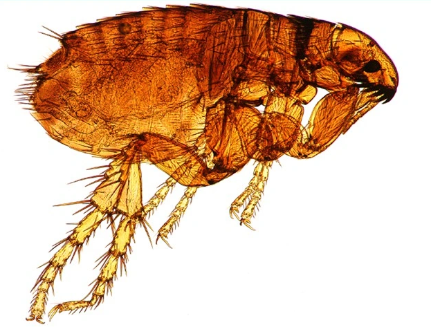 7. Bọ chét có khả năng nhảy cao, với một cú nhảy có thể tiến xa đến 33 cm, tương đương với việc nhảy lên tầng 65 của một tòa nhà cao tầng nếu kích thước bọ chét lớn bằng một người bình thường.
