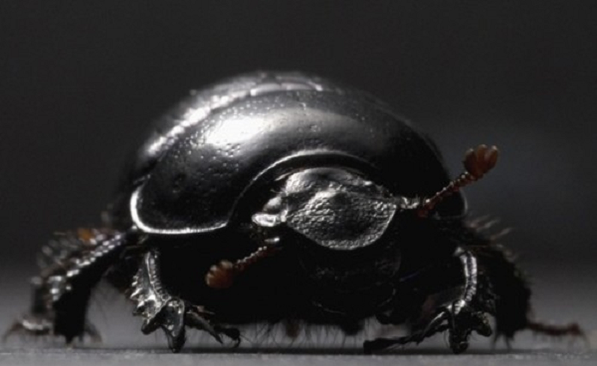 3. Bọ cánh cứng có sừng Onthophagus Taurus là một trong những con vật khỏe nhất thế giới với khả năng kéo vật nặng gấp 1.140 lần trọng lượng cơ thể của chính mình.
