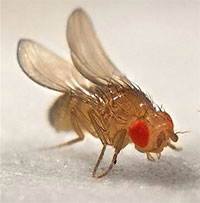 Ruồi giấm được biết đến là khó tiêu diệt vì một số lý do, bao gồm khả năng sinh sản mạnh mẽ, góc quan sát rộng lớn, và khả năng thay đổi hướng bay nhanh chóng. Điều này làm cho việc kiểm soát và tiêu diệt ruồi giấm trở nên khó khăn đối với con người.