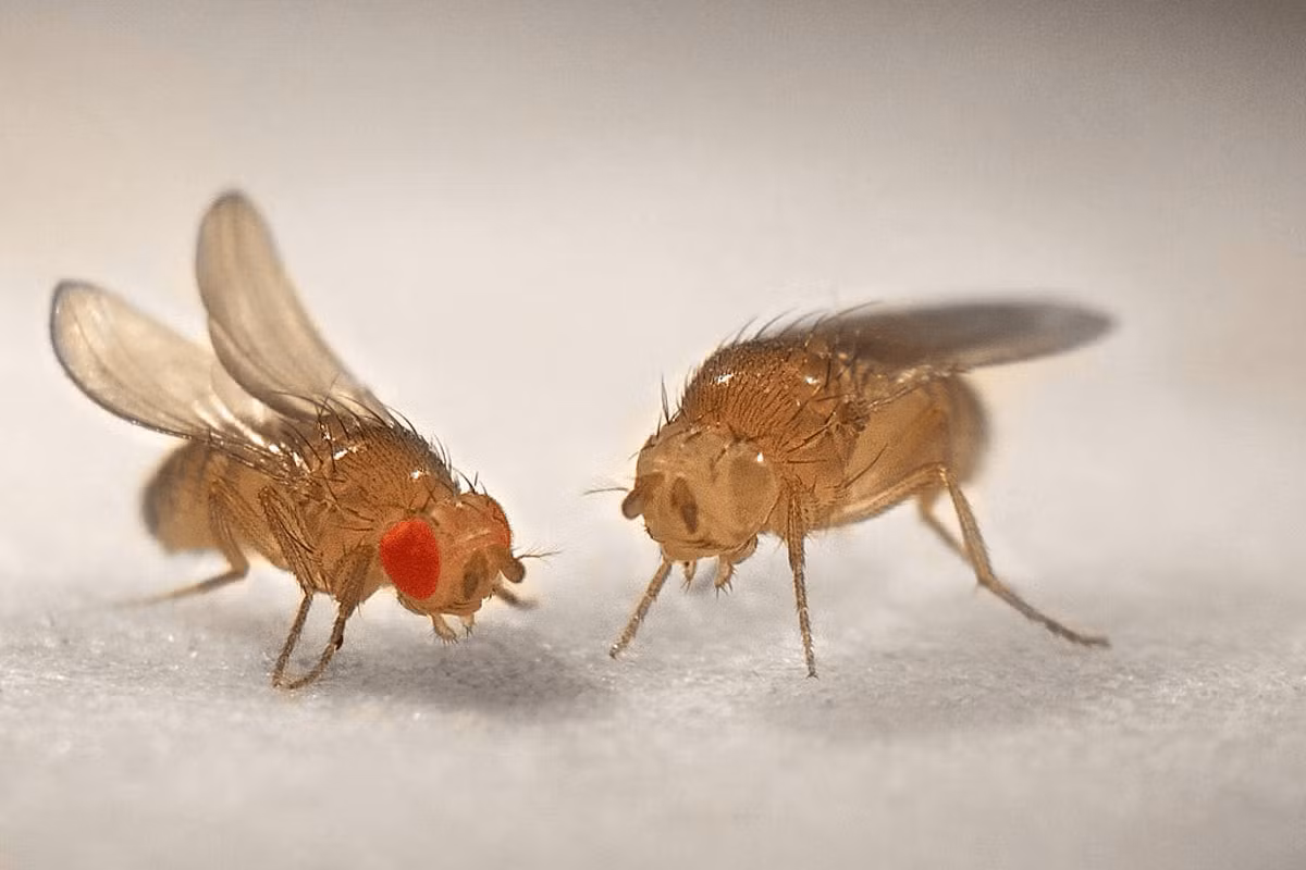 Thử nghiệm này đã cho thấy rằng một nhóm tế bào thần kinh trong não của ruồi giấm đã lão hóa nhanh hơn sau khi chứng kiến cái chết của đồng loại.