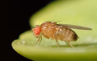 Ruồi giấm được chọn để thực hiện thí nghiệm này vì chúng là một loài ruồi phổ biến trong nghiên cứu khoa học, đặc biệt là trong lĩnh vực sinh học.