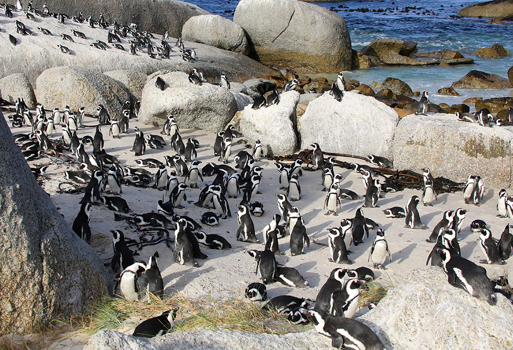 5. Chim cánh cụt ở Nam Phi: Chim cánh cụt, một loài thường sống trong môi trường lạnh, cũng được tìm thấy tại các bãi biển ấm áp ở Nam Phi.
