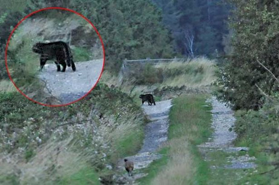 4. Báo ở Anh: Mặc dù không được chính thức công nhận, nhưng có nhiều người tin rằng loài động vật nguy hiểm này sinh sống ở Vương quốc Anh và đã được người dân báo cáo thấy.