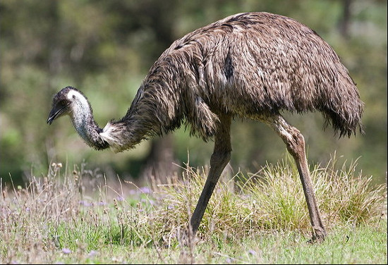 7. Đà điểu ở Texas: Chim đà điểu, thường sống ở sa mạc nước Úc, cũng được tìm thấy sống hoang dã ở Texas.