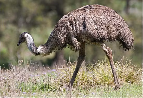 7. Đà điểu ở Texas: Chim đà điểu, thường sống ở sa mạc nước Úc, cũng được tìm thấy sống hoang dã ở Texas.