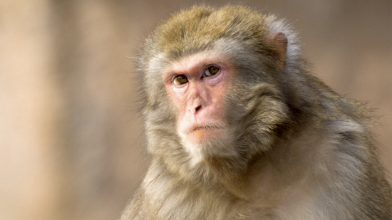 3. Khỉ ở Florida: Một quần thể khỉ mặt đỏ lông nâu đã tụ tập ở Florida sau khi trốn thoát từ một phòng thí nghiệm sinh học bị phá hủy do trận bão.