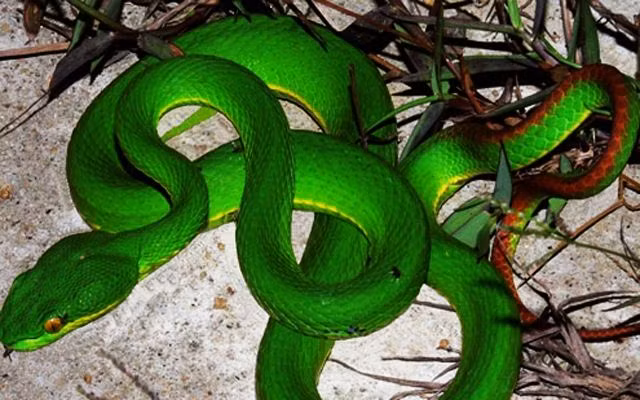 2. Rắn lục đuôi đỏ (Trimeresurus albolabris): Thân màu xanh, đuôi màu đỏ, sống ở vùng núi cao và rừng sâu. Là loài đẻ con, không ấp trứng như các loài khác trong họ rắn lục. Cực độc và có thể gây tê liệt cơ hoành và ngưng thở.