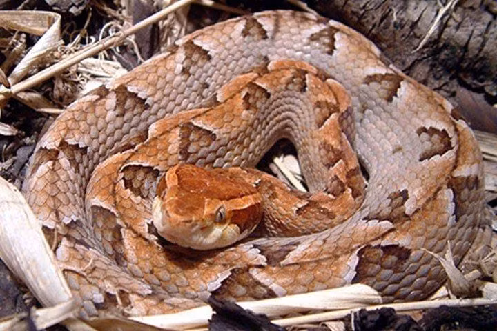 3. Rắn chàm quạp (Rắn lục nưa): Da màu giống lá hoặc cành cây khô, khó phát hiện, sống ở rừng cao su. Cực độc, có thể gây chảy máu nội tạng và nguy hiểm cho sức khỏe.