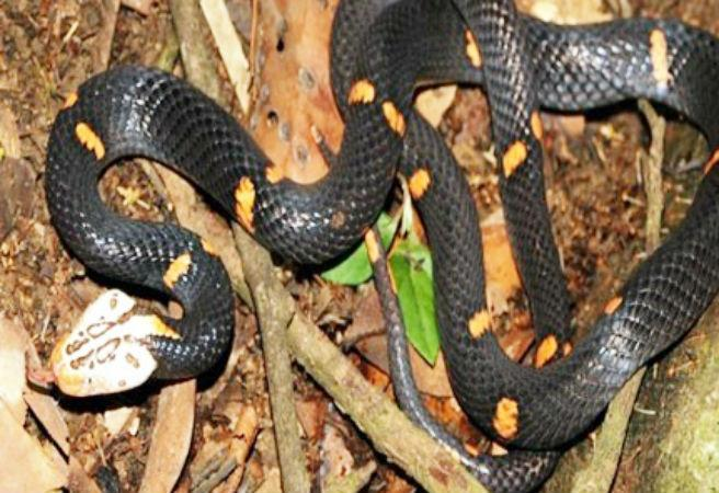 5.Rắn lục đầu bạc (Azemiops feae): Đầu màu bạc trắng, thân đen với hoa văn màu đỏ hoặc cam. Số lượng ít và phát hiện chủ yếu ở Cao Bằng và Lạng Sơn. Cực kỳ độc, có thể gây tê liệt và nguy hiểm cho con người.