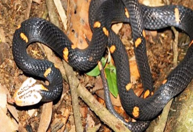 5.Rắn lục đầu bạc (Azemiops feae): Đầu màu bạc trắng, thân đen với hoa văn màu đỏ hoặc cam. Số lượng ít và phát hiện chủ yếu ở Cao Bằng và Lạng Sơn. Cực kỳ độc, có thể gây tê liệt và nguy hiểm cho con người.