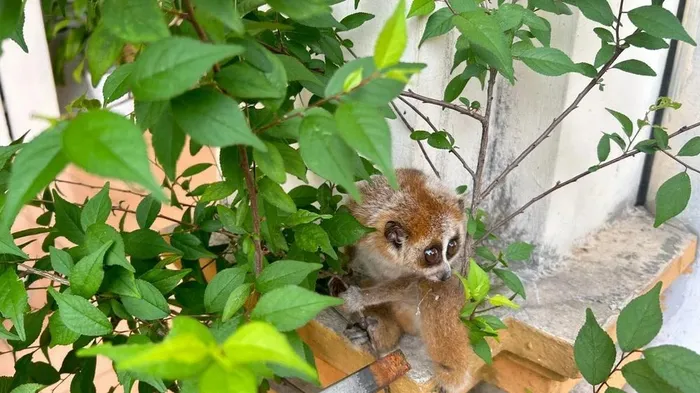 Khu Bảo tồn loài và sinh cảnh Nam Xuân Lạc có diện tích rừng tự nhiên gần 4.000ha, với hệ động, thực vật đa dạng, phong phú.