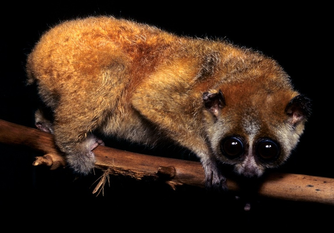 Cu li nhỏ thường sống ở rừng xanh nguyên sinh hoặc thứ sinh. Chúng thường kiếm ăn ban đêm. Thức ăn chủ yếu của cu li nhỏ gồm: côn trùng, bọ cánh cứng, nhựa cây đóng cục.