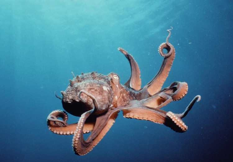 Trong tương lai, các nhà nghiên cứu hy vọng sẽ tiếp tục phân tích để hiểu rõ hơn về lý do tại sao bạch tuộc có hành vi tự kết liễu cuộc đời một cách đầy kỳ lạ này.