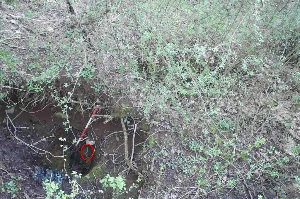 Loài kỳ nhông hang mù, còn gọi là olm, không có mắt và sống dưới lòng đất hàng triệu năm. Chúng sử dụng dòng suối để di chuyển lên mặt nước.