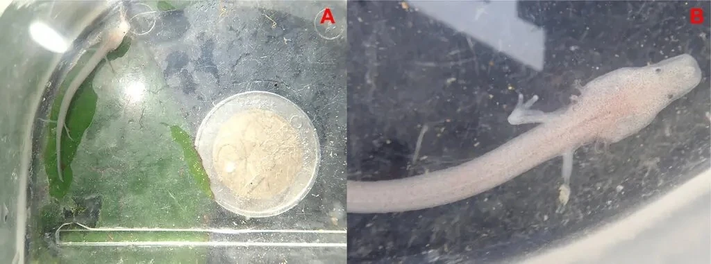 Phát hiện này được công bố trong một nghiên cứu trên tạp chí Ecology bởi ông Raoul Manenti, giáo sư động vật học tại Đại học Milan, và các đồng nghiệp.