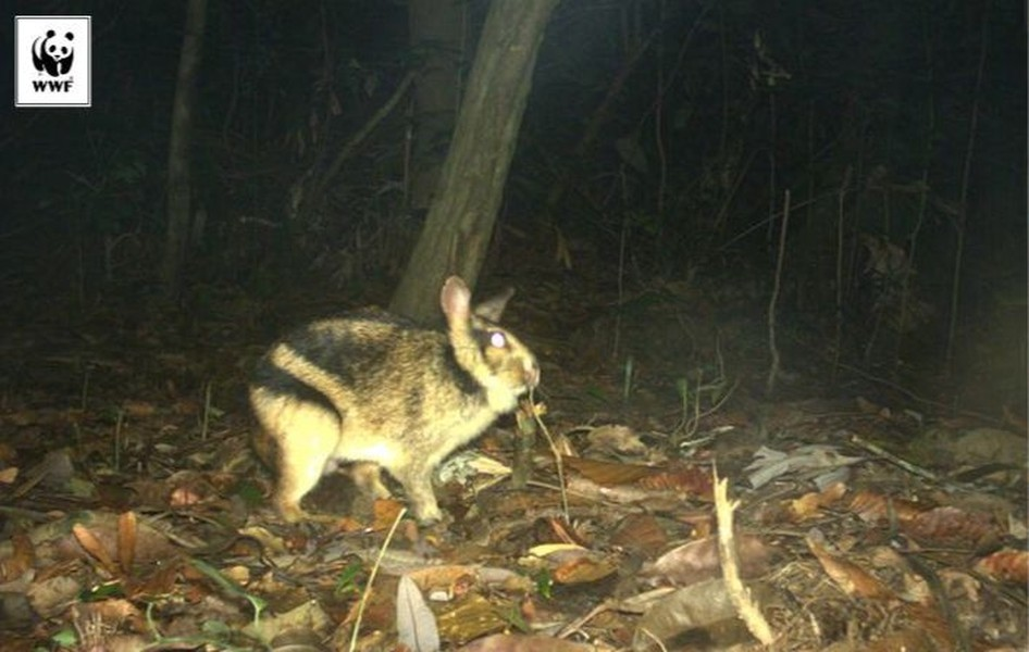 Năm 1996, thỏ vằn Trường Sơn được phát hiện lần đầu tại Việt Nam, và sau đó chúng được tìm thấy ở Khu Bảo tồn thiên nhiên Phong Nha – Kẻ Bàng (Quảng Bình) và Pù Mát (Nghệ An).