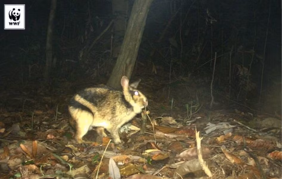 Năm 1996, thỏ vằn Trường Sơn được phát hiện lần đầu tại Việt Nam, và sau đó chúng được tìm thấy ở Khu Bảo tồn thiên nhiên Phong Nha – Kẻ Bàng (Quảng Bình) và Pù Mát (Nghệ An).