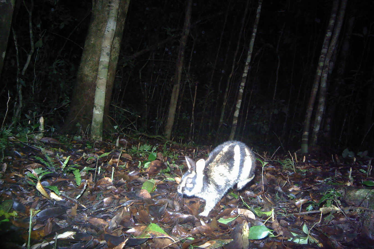Để bảo tồn loài này, các nhà khoa học đã tiến hành khảo sát bằng cách lắp đặt camera động vật hoang dã tại Vườn quốc gia Bidoup - Núi Bà. Qua khảo sát này, họ đã ghi lại được hình ảnh của thỏ vằn Trường Sơn tại 3 trạm khác nhau trong vườn quốc gia.