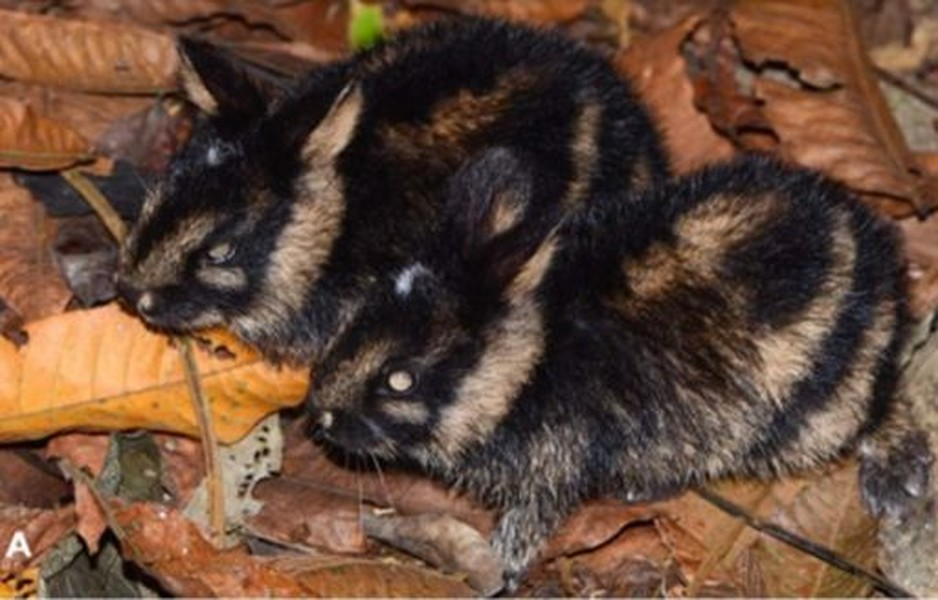 Loài này có tên khoa học là Annamite Stripped Rabbit (Nesolagus timminsi) và được coi là một trong những loài thỏ quý hiếm nhất trên hành tinh.