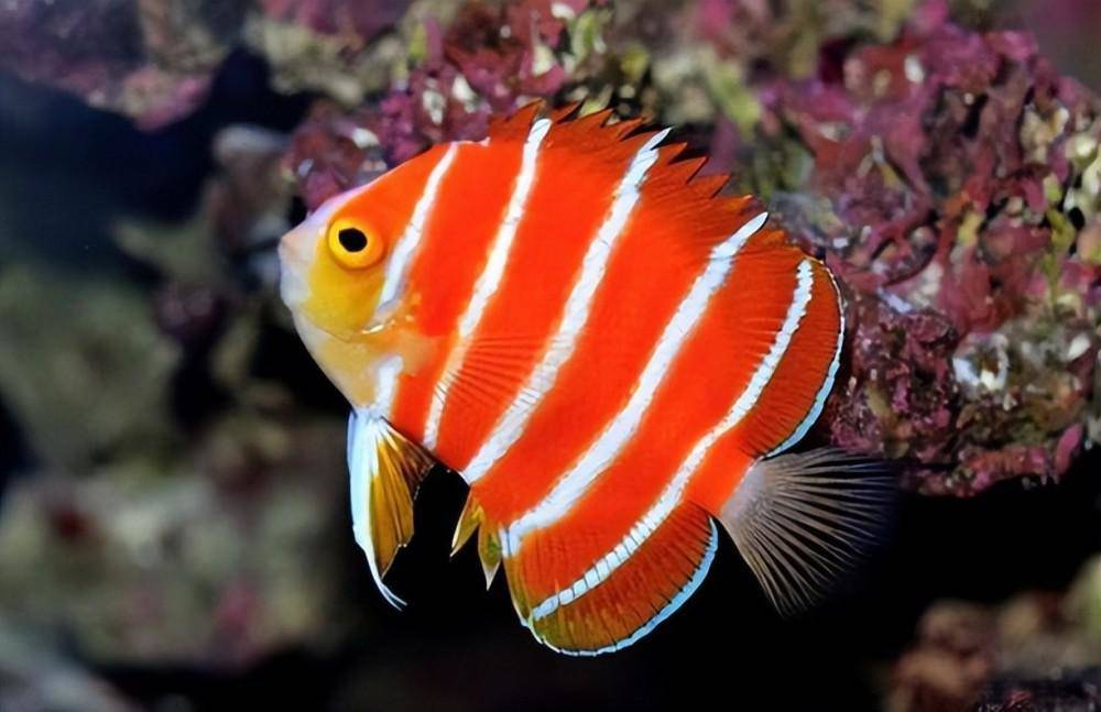 6. Cá thiên thần Peppermint: Đây là một loài cá cảnh quý hiếm với giá trị đáng kinh ngạc, vì chi phí đánh bắt rất lớn.