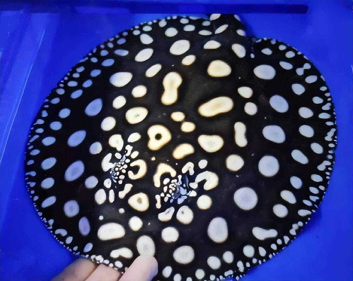 5. Cá đuối nước ngọt hoang dã: Loài cá đuối này có màu sắc đặc biệt và độc đáo, và có giá trị cao trên thị trường.