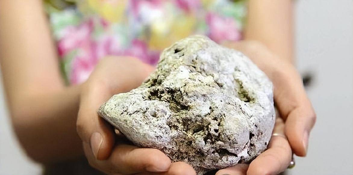 8. Cá nhà táng: Loài cá này tạo ra long diên hương, làm tăng giá trị của nó lên một cách đáng kinh ngạc. Long diên hương của cá nhà táng có thể đem lại lợi nhuận khổng lồ cho người sở hữu.